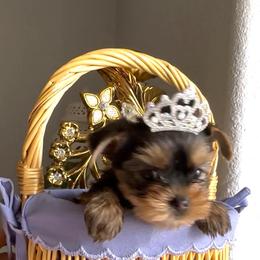 Bella - Black and gold female Yorkshire Terrier puppy in Antelope, California from Yorkie Family Home