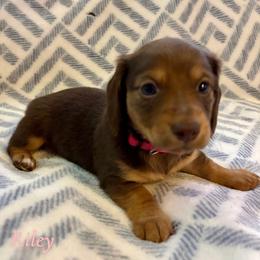 Riley - Chocolate and tan female Dachshund puppy in Aiken, South Carolina from State Eight Dachshunds