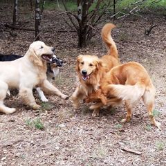 Gold Ducat Kennels breeder of American Eskimo Dog, Golden Retriever