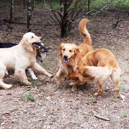 Gold Ducat Kennels breeder of American Eskimo Dog, Golden Retriever