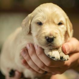 Gaia - Cream female Goldendoodle puppy in Portsmouth, Virginia from Hopping Howlers Ranch