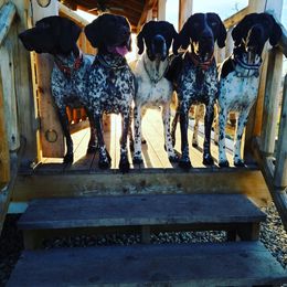 German Shorthaired Pointers from Magnolia Farm and Kennel