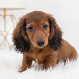 Ollie - Red male Dachshund puppy in Desloge, Missouri from Snows Doxies
