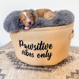 Rosalina - Red female Bernedoodle puppy in West Haven, Utah from Split Mountain Doodles