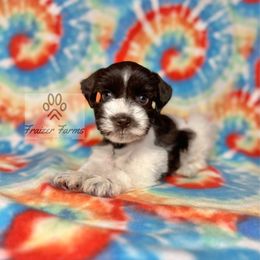 Izzy - Parti female Miniature Schnauzer puppy in Happyland, Oklahoma from Fraizer Farms