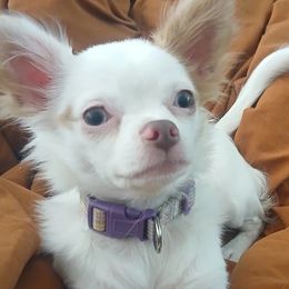 Chihuahuas from Rosie Mtn Doodles