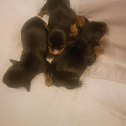 Companion Cross Puppies from Kookie And Clyde's Pups