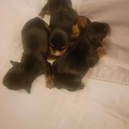 Companion Cross Puppies from Kookie And Clyde's Pups