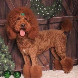 Cypress  - Poodle