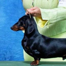 Bond - Dachshund