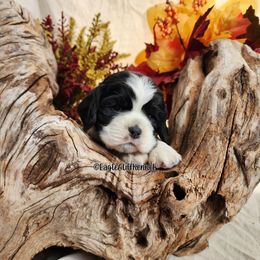Light Blue - Black white and tan male Cocker Spaniel puppy in Stanford, Kentucky from Eagle Cliff Kennel