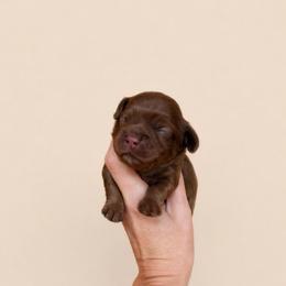 Belle - Red female Cockapoo puppy in Millville, California from Hope Lane Kennels