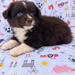 Jesse - Red & white female Miniature Australian Shepherd puppy in Stuart, Iowa from Arbor Hill Aussies