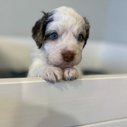 Charlie - Blue Springerdoodle puppy in Collinsville, Oklahoma from Sweet Sunny Sproodles