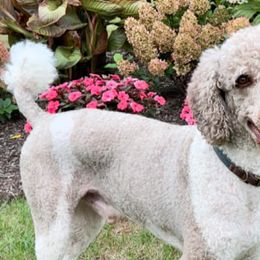 Goldendoodles and Poodles from Weaver Poodles and Doodles