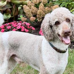 Goldendoodles and Poodles from Weaver Poodles and Doodles