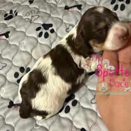 Little chocolate and cream pie - Chocolate and cream female Dachshund puppy in Mt. Pleasant, Texas from The Spotted Doxie