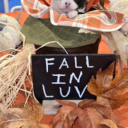 Boy 3 - Black and white male Chihuahua puppy in Lugoff, South Carolina from Cutie Pie Chihuahua's