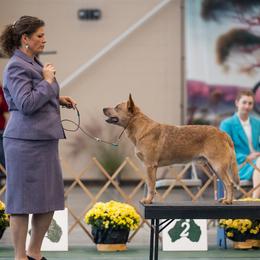 Australian Cattle Dogs from Cobalt Kennels