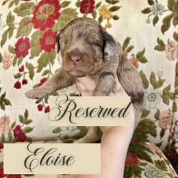 Eloise - Merle female Goldendoodle puppy in Aubrey, Texas from The Parrish Doods