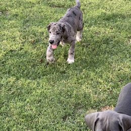 Great Dane Puppies from Laxton Danes