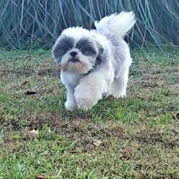 Agnes - Shih Tzu