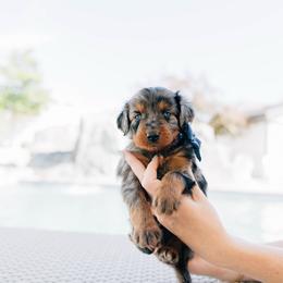 Leek - male Australian Mountain Doodle puppy in Murray, Utah from Sun Valley Doodles