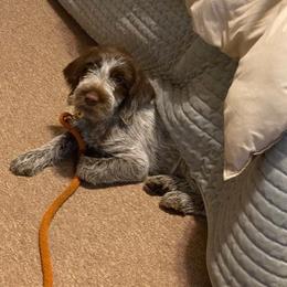 Wirehaired Pointing Griffon All Grown Up from Luther Smith