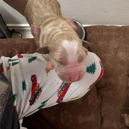 Joey - Light golden male Golden Retriever puppy in Spur, Texas from Adams Puppies