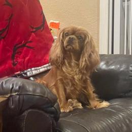 Poppy - Cavalier King Charles Spaniel