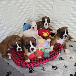 Boxer puppies from Elevated Boxers