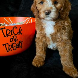 Nutmeg - Brown male Cavapoo puppy in Syracuse, Utah from Just Doodling Dogs