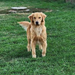 Julep - Golden Retriever