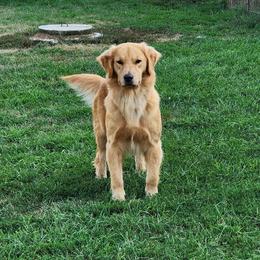 Julep - Golden Retriever