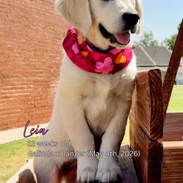Leia - Light golden female Golden Retriever puppy in Cashion, Oklahoma from Aurum Purus Golden Retrievers