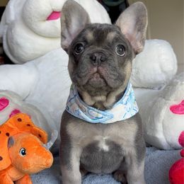 GORDO - Black and tan male French Bulldog puppy in Beaverton, Oregon from LCBMM