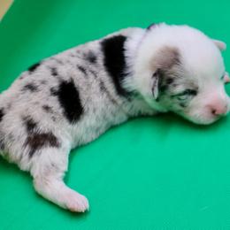 Willow (Purple collar) - Blue merle and white female American Corgi puppy in Omaha, Arkansas from DnD Corgis