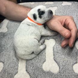 Patch (BM4) Orange - Blue speckled male Australian Cattle Dog puppy in Saint Albans, Maine from Australian Cattle Cuties and littles