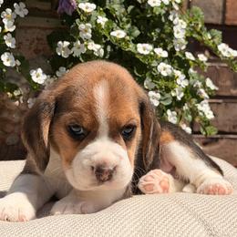 Kobi - Black tan and white male Beagle puppy in Mansfield, Missouri from Rippee Creek Kennel