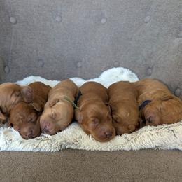 Boy 1 - Apricot male Labradoodle puppy in Lebanon, Pennsylvania from Copper Mini Labradoodles