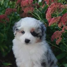 Miniature American Shepherd Puppies from Sherwood Miniature American Shepherds