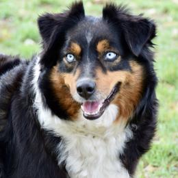 Riley - Miniature Australian Shepherd