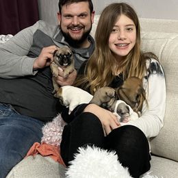 French Bulldog Puppies from NC French Kiss-A-Bulls