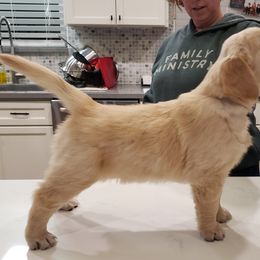 Golden Retriever Puppies from Sims Golden Retrievers