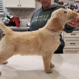 Golden Retriever Puppies from Sims Golden Retrievers
