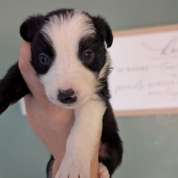 Winter - Black and white male Border Collie puppy in Grapeview, Washington from Athena’s Collies