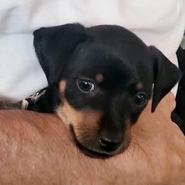 Miniature Pinscher Puppies from Pike's Pups