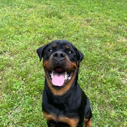 Rottweiler Puppies from Iron Clad Rottweiler