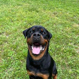 Rottweiler Puppies from Iron Clad Rottweiler