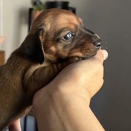 Dachshunds from SpadedWeenies